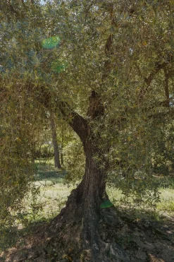 Cristina Oria Sin Gluten|Despensa^Aceite CO Cornicabra Cosecha Diciembre 2023