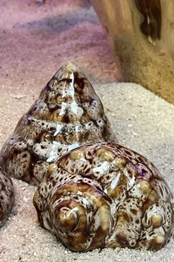 Cristina Oria Piezas Decorativas^Adorno Concha De Mar