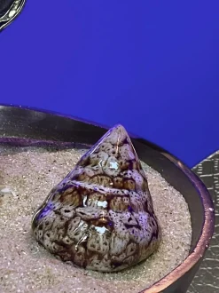 Cristina Oria Piezas Decorativas^Adorno Concha De Mar